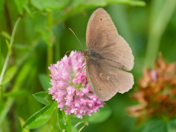 <h3><a href="/trips/braakman/biota/animalia/arthropoda/insecta/022 lepidoptera/026 nymphalidae satyrinae/maniola jurtina/maniola jurtina-nl.html">Maniola&nbsp;jurtina</a> / Meadow&nbsp;brown / Bruin&nbsp;zandoogje</h3>OM-1 Mark II met OLYMPUS M.150-400mm F4.5, 1/2000 sec  bij F4.5, ISO 1250, afstand 2.47&nbsp;m
